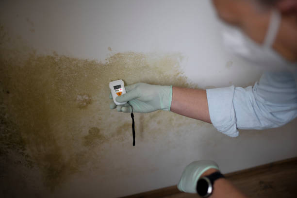 Best HVAC Mold Remediation in Marina, CA